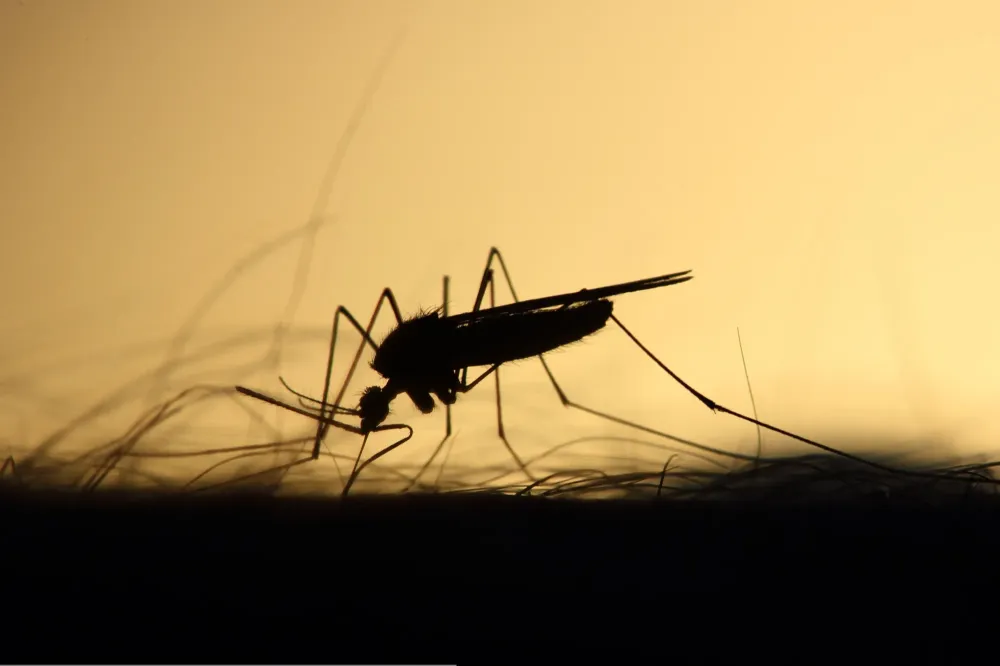 Solutions de lutte écologique contre les moustiques