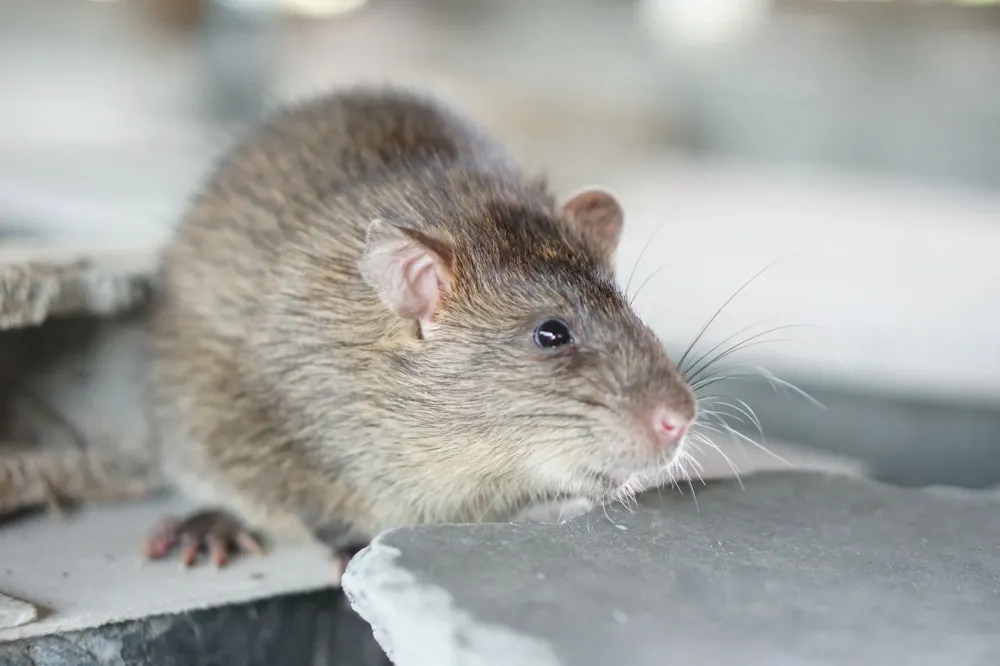 rat à Naujac-sur-Mer