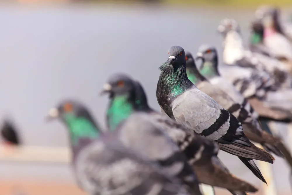 dépigeonnisation à Naujac-sur-Mer