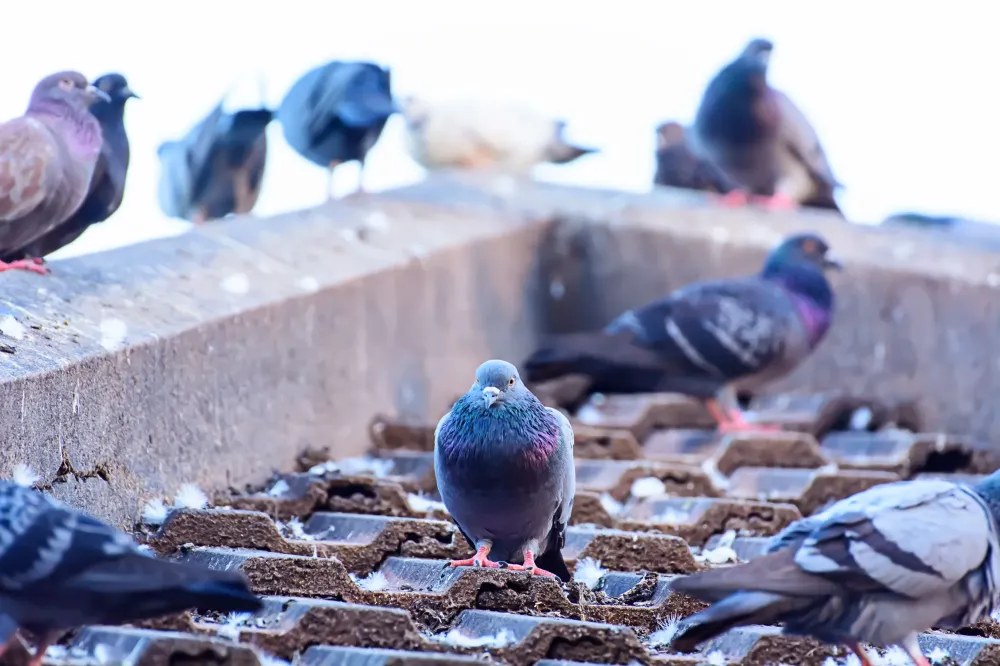 Pigeons