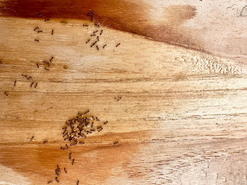 fourmis à Naujac-sur-Mer
